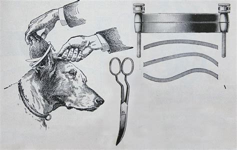 Couperen – Nederlandse Dobermann Club.